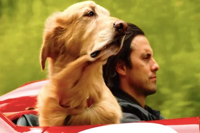 The Art Of Racing In The Rain