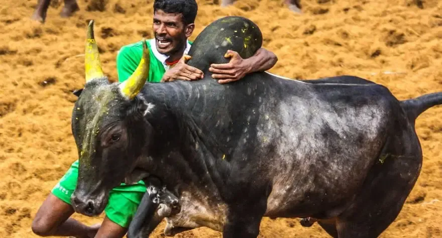 Jallikattu- Taming the Raging Bull