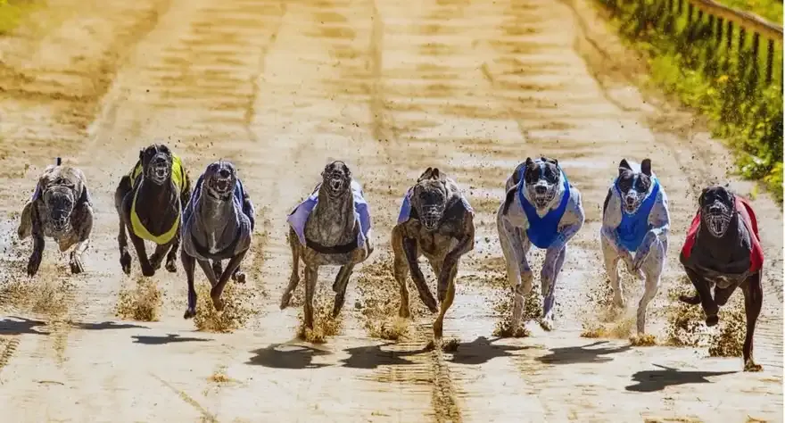 Mark Wallis: Greyhound racing’s top trainer